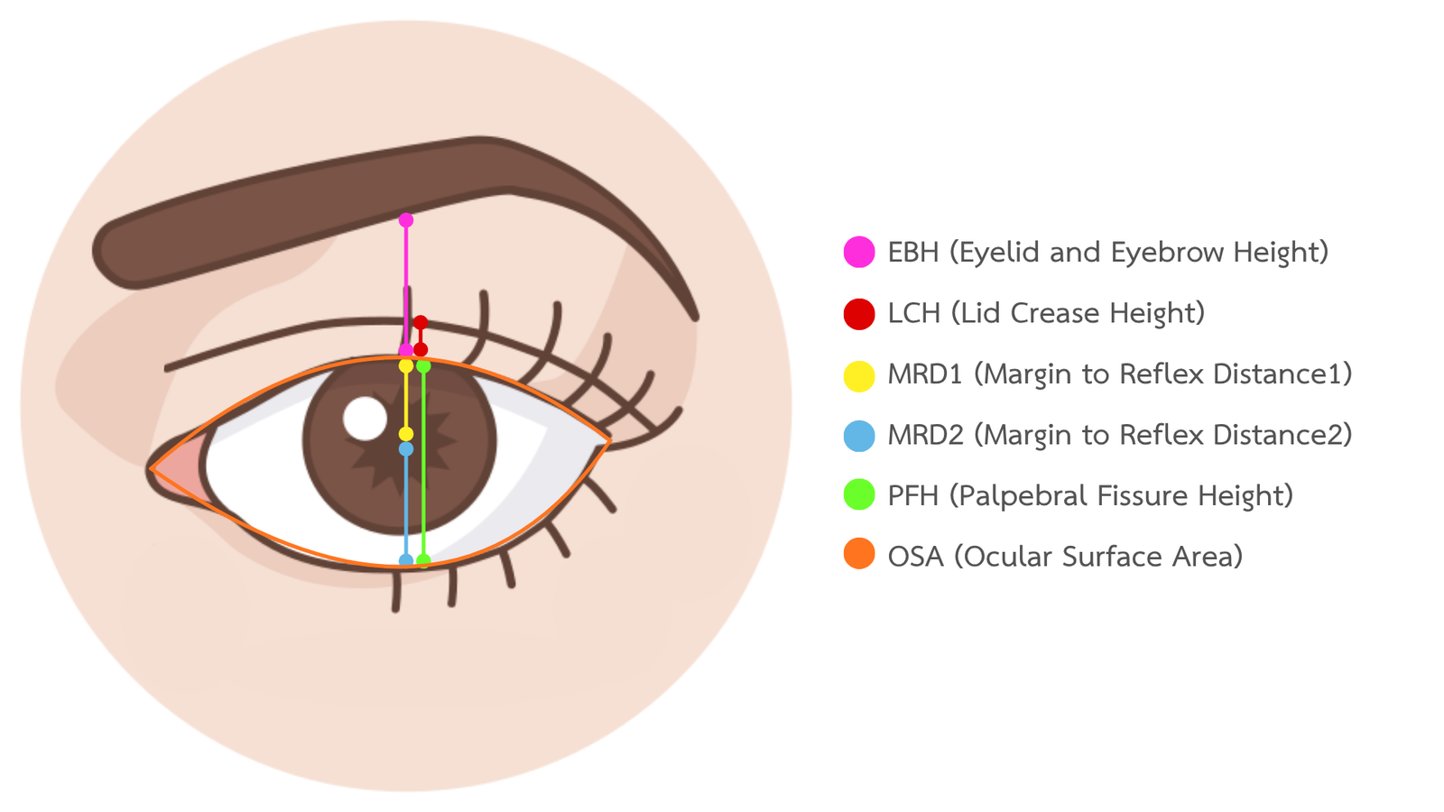 Eye Point Information 3